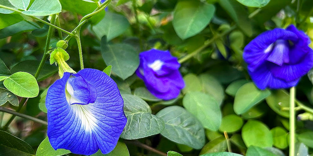 Ingredient Highlight: The mystical blue butterfly flower