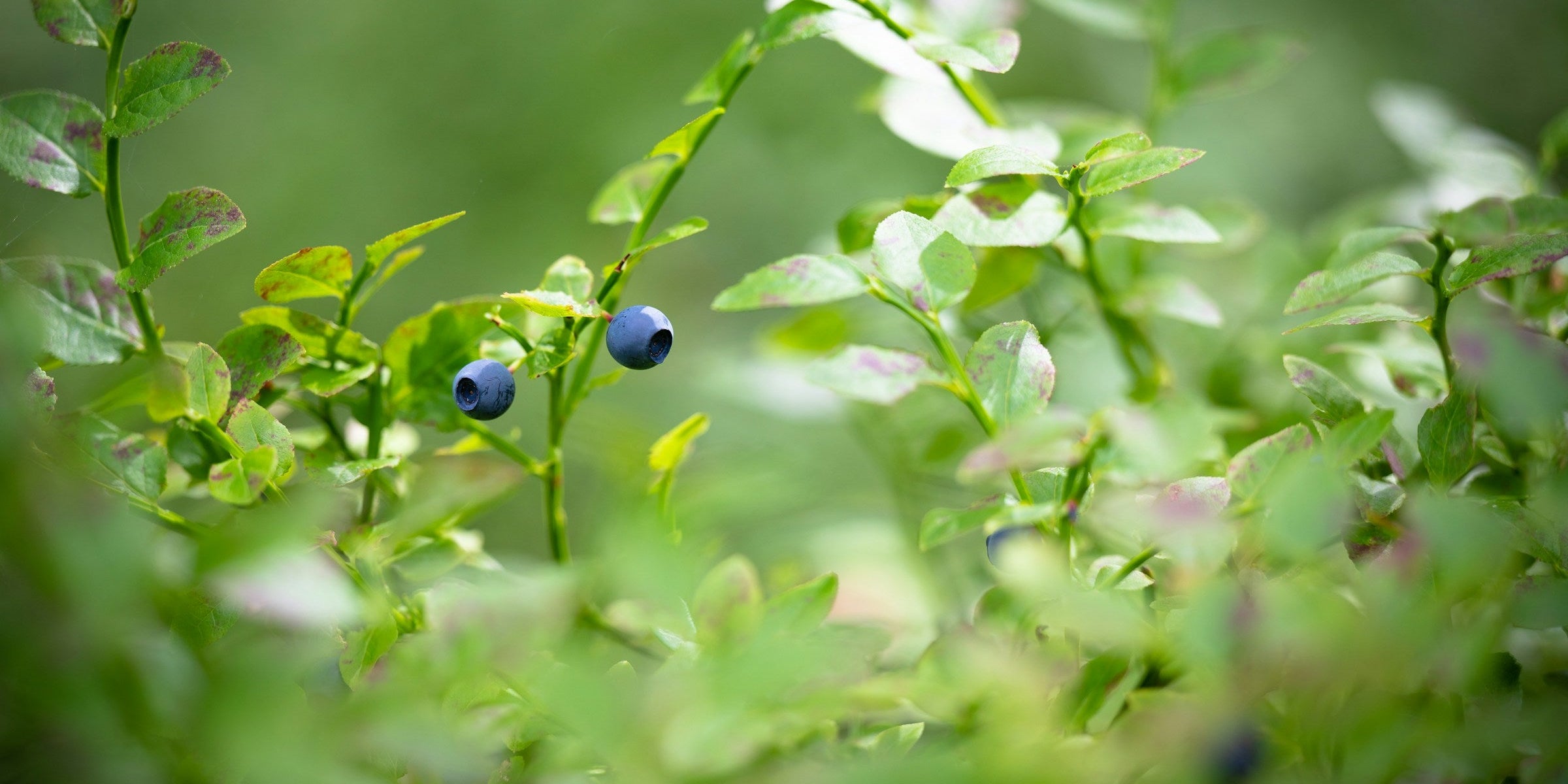 wild blueberries found in HIGHERBAR cleanest protein bar