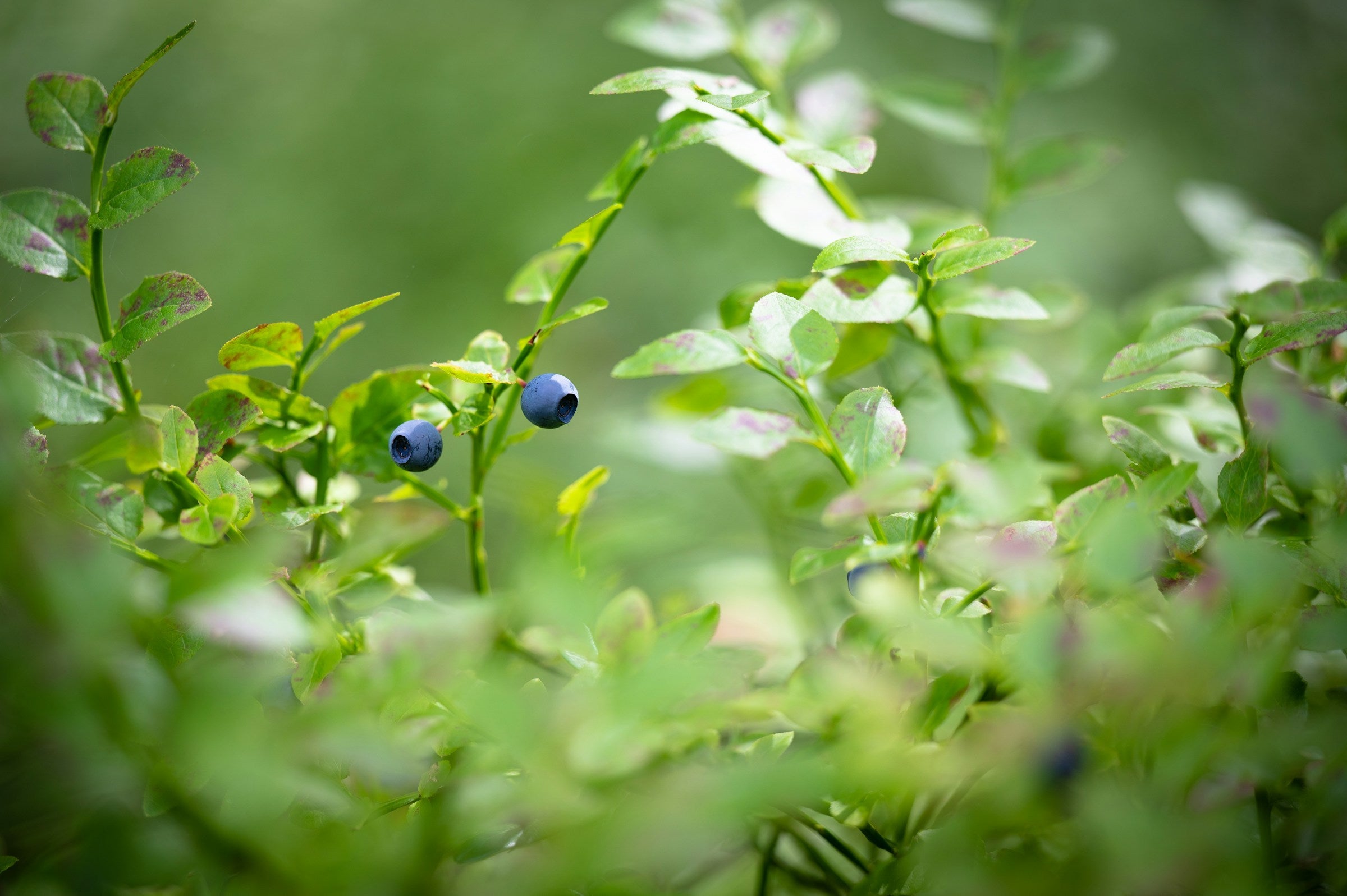 wild blueberries found in HIGHERBAR cleanest protein bar