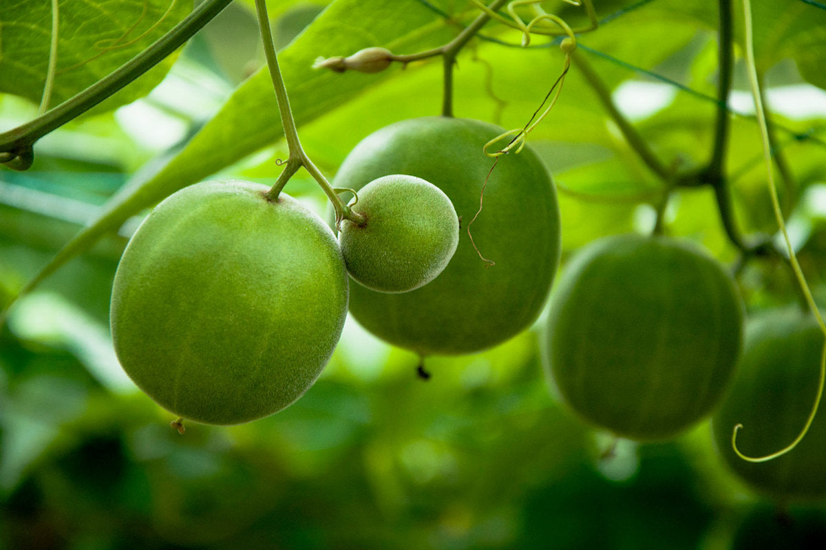 The Monk Fruit Debate