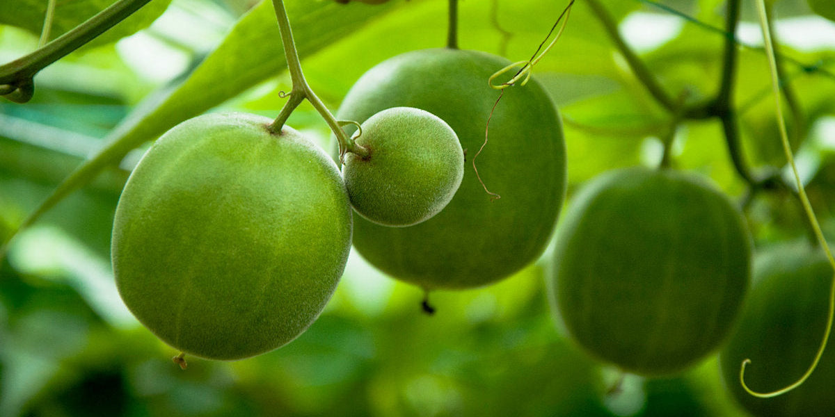 The Monk Fruit Debate