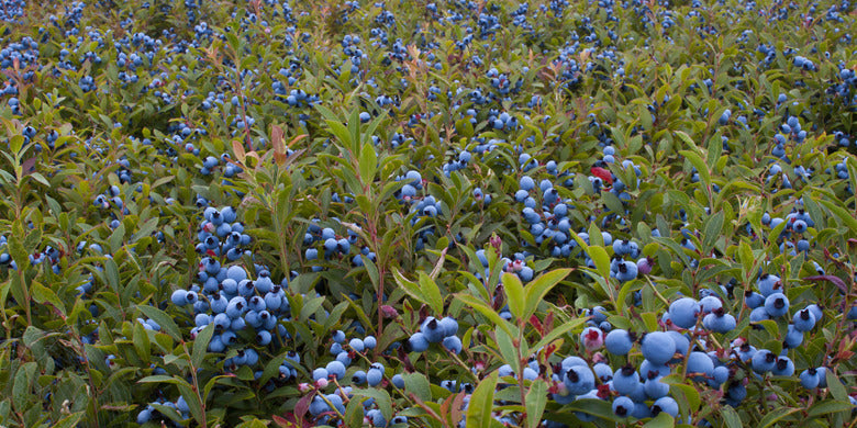Wild vs Organic. The Truth About Blueberries You Never Learned