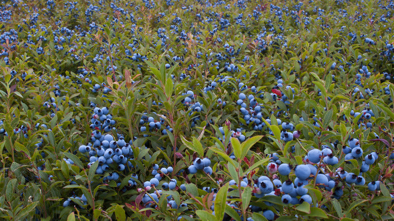 Wild vs Organic. The Truth About Blueberries You Never Learned